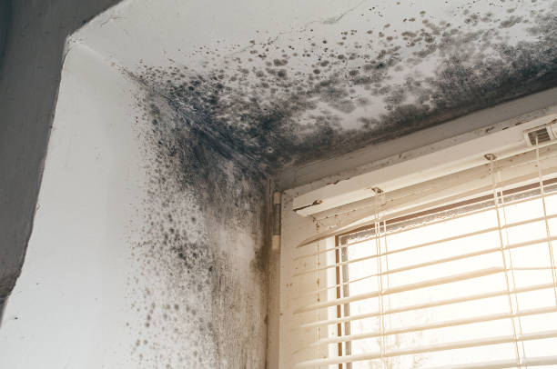 Affordable Commercial Mold Remediation solutions in Calvin, PA